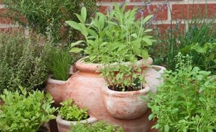 Herb Garden Pot, Growing Herbs, Kitchen Herb Garden
Shutterstock.com
New York, NY