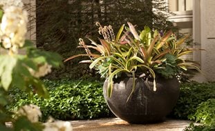 Container Gardening | Garden Design Container Gardening | Garden Design