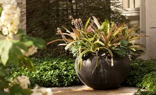 Container Gardening Ideas Garden Design