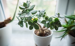 Jade Plant, Jade Houseplant, Jade Tree
Shutterstock.com
New York, NY