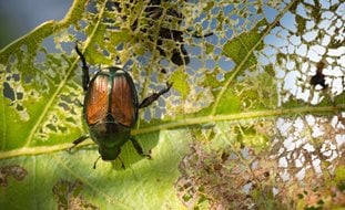 Japanese Beetle, Popillia Japonica, Japanese Beetle Feeding
Shutterstock.com
New York, NY