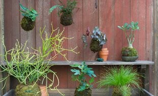 Kokedama Planters, Container-Less Planting, Moss Planting
City Planter
Philadelphia, PA