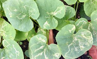 Leaf Miner Damage Watermelon Leaves
Shutterstock.com
New York, NY