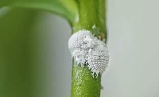 Mealybugs On Stem, Mealybugs
Shutterstock.com
New York, NY