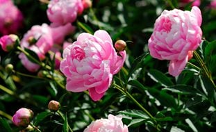 Pink Peony, Paeonia Lactiflora
123RF
Chicago, IL