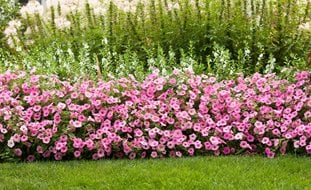 Pink Petunia, Petunia Plant
Proven Winners
Sycamore, IL