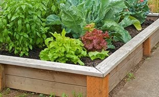 Raised Bed Garden, Growing Lettuce, Vegetable Garden
Garden Design
Calimesa, CA