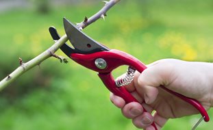 Rose, Pruning, Shears, Secateurs
Dreamstime