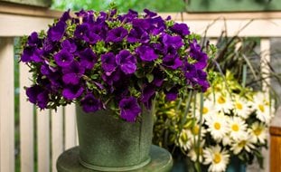 Royal Velvet Petunia, Purple Petunia, Annual Flower
Proven Winners
Sycamore, IL