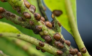 Scale Insects On Branch
Shutterstock.com
New York, NY