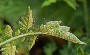 Spider Mite Infestation, Spider Mites, Red Spider Mites
Shutterstock.com
New York, NY