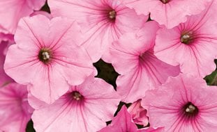 Supertunia, Vista Bubblegum, Pink Petunia
Proven Winners
Sycamore, IL