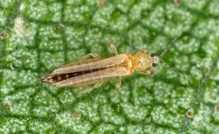 Thrips Insect, Thrips On Leaf
Shutterstock.com
New York, NY