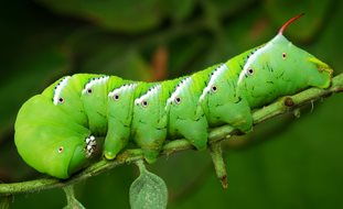 Tomato Hornworm, Manduca Quinquemaculata
Shutterstock.com
New York, NY