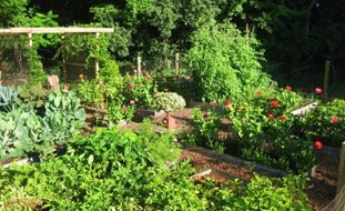 Vegetable Gardens
Garden Design
Calimesa, CA