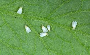 Whiteflies, Whitefly, Whiteflies On Leaf
Shutterstock.com
New York, NY