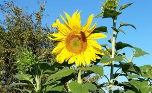 Giant Sunflower, Mammoth Sunflower
Dreamstime