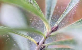 Spider Mites On Houseplant, Spider Mites
Shutterstock.com
New York, NY
