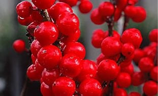 01_winterberry
Garden Design
Calimesa, CA