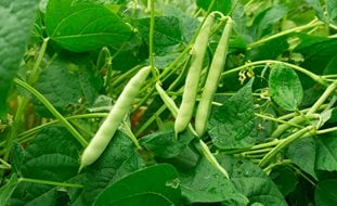 Bean Plant, Green Beans Growing On Vine
Shutterstock.com
New York, NY