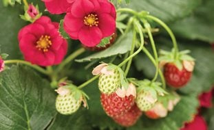 Berried Treasure Strawberry, Red Flower
Proven Winners
Sycamore, IL