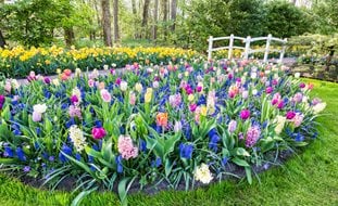 Bulb Garden, Flower Bulbs, Hyacinth, Tulips, Daffodils
Shutterstock.com
New York, NY