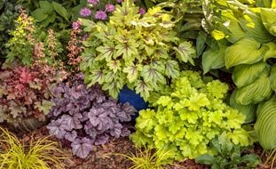 Colorful Foliage Plants Proven Winners Sycamore, IL