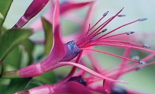 F . Glazioviana
Garden Design
Calimesa, CA
