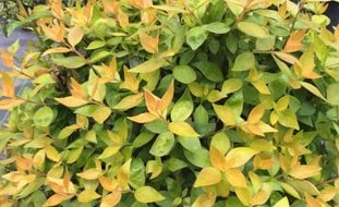 Funshine Abelia, Abelia Grandiflora
Proven Winners
Sycamore, IL