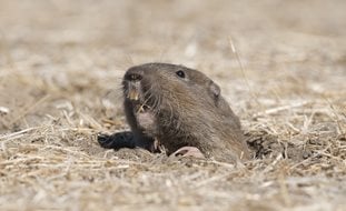 Gopher, Pocket Gopher
Shutterstock.com
New York, NY