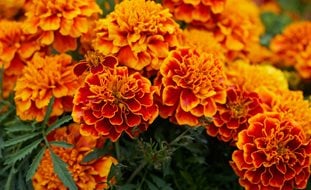 Marigold Flowers, Orange
Pixabay