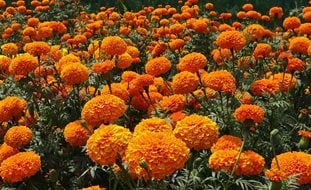 Marigold, Mosquito Repellent Plant
Garden Design
Calimesa, CA