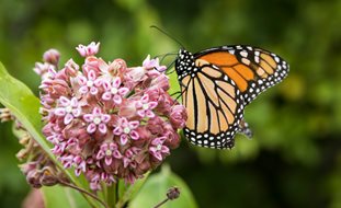 Milkweed Plant, Monarch Butterfly
Shutterstock.com
New York, NY