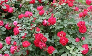 Oso Easy Double Red Rose, Landscape Rose
Proven Winners
Sycamore, IL