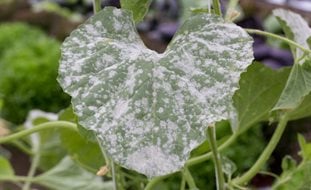 Powdery Mildew, Powdery Mildew On Squash Leaf
Shutterstock.com
New York, NY