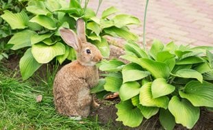 Rabbit And Hosta Plants
Shutterstock.com
New York, NY