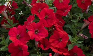 Supertunia Really Red Petunia, Red Petunia Flowers
Proven Winners
Sycamore, IL