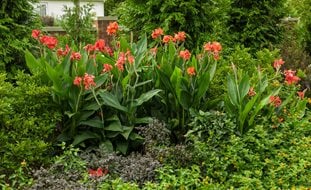 Toucan Dark Orange Canna Lily, Canna Generalis
Proven Winners
Sycamore, IL