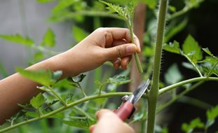 Trimming Tomato Suckers, Tomato Suckers
Shutterstock.com
New York, NY