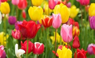 Tulip Flowers, Colorful Tulips
Garden Design
Calimesa, CA