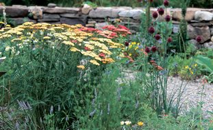 Gravel Garden, Gardening In Drought
A Rustic Perennial Paradise
Garden Design
Calimesa, CA