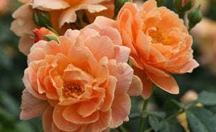 At Last Rosa, Peach-Orange Rose
Proven Winners
Sycamore, IL