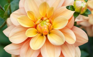 Ginger Snap Dahlia, Orange Flower, Waterlily Dahlia
Garden Design
Calimesa, CA