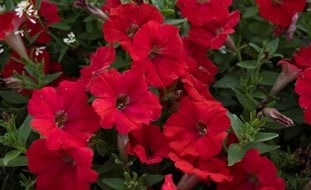 Supertunia Really Red Petunia, Red Petunia Flowers
Proven Winners
Sycamore, IL
