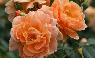 At Last Rosa, Peach-Orange Rose
Proven Winners
Sycamore, IL