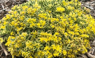 Boogie Woogie Sedum, Sedum, Yellow Flowered Ground Cover
Proven Winners
Sycamore, IL