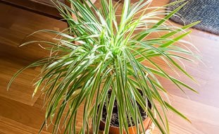 Song Of India Plant, Dracaena Reflexa
Shutterstock.com
New York, NY