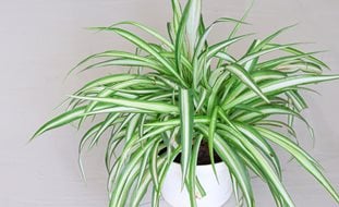 Variegated Spider Plant, Chlorophytum Comosum 'vittatum'
Shutterstock.com
New York, NY