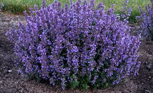 Cat’s Pajamas Catmint, Nepeta Faassenii
Ornamental Grasses in Pots 
Proven Winners
Sycamore, IL