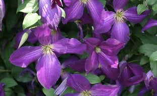 Happy Jack Clematis, Clematis Hybrid, Purple Flower, Flowering Vine
Proven Winners
Sycamore, IL